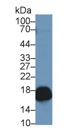 Polyclonal Antibody to Peroxiredoxin 5 (PRDX5)