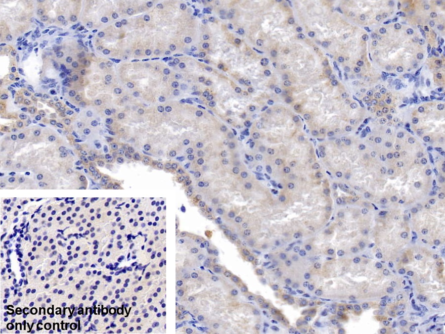 Polyclonal Antibody to Peroxiredoxin 5 (PRDX5)