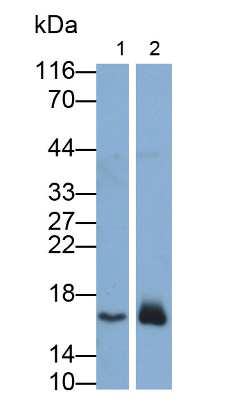 Polyclonal Antibody to Peroxiredoxin 5 (PRDX5)