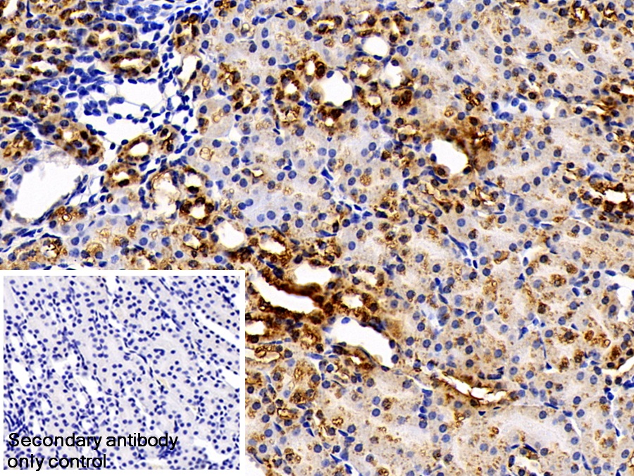 Polyclonal Antibody to Peroxiredoxin 5 (PRDX5)