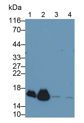 Polyclonal Antibody to Peroxiredoxin 5 (PRDX5)