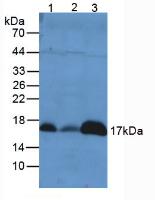 Polyclonal Antibody to Peroxiredoxin 5 (PRDX5)