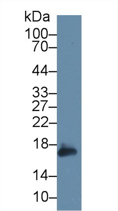 Polyclonal Antibody to Peroxiredoxin 5 (PRDX5)