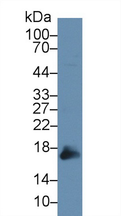 Polyclonal Antibody to Peroxiredoxin 5 (PRDX5)