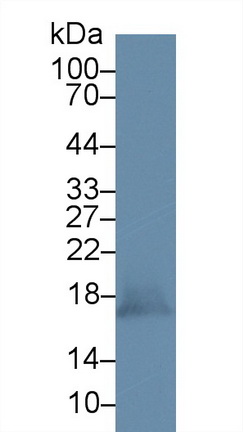 Polyclonal Antibody to Peroxiredoxin 5 (PRDX5)