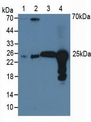 Polyclonal Antibody to Peroxiredoxin 6 (PRDX6)