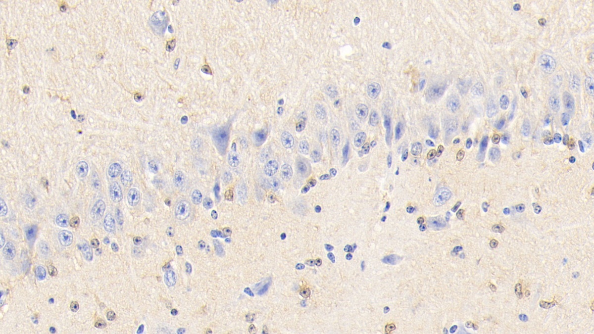 Polyclonal Antibody to Peroxiredoxin 6 (PRDX6)