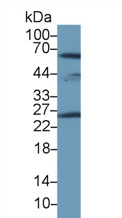 Polyclonal Antibody to Peroxiredoxin 6 (PRDX6)