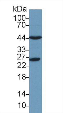 Polyclonal Antibody to Peroxiredoxin 6 (PRDX6)