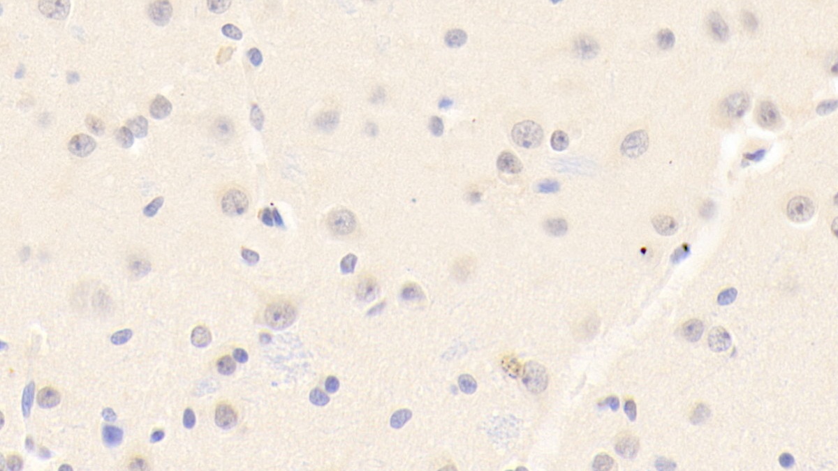 Polyclonal Antibody to Peroxiredoxin 6 (PRDX6)