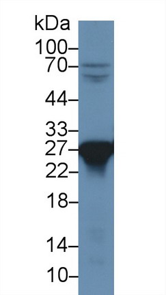 Polyclonal Antibody to Peroxiredoxin 6 (PRDX6)