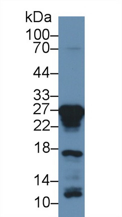 Polyclonal Antibody to Peroxiredoxin 6 (PRDX6)