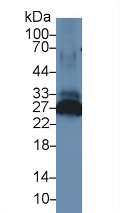 Polyclonal Antibody to Peroxiredoxin 6 (PRDX6)