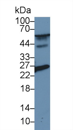 Polyclonal Antibody to Peroxiredoxin 6 (PRDX6)