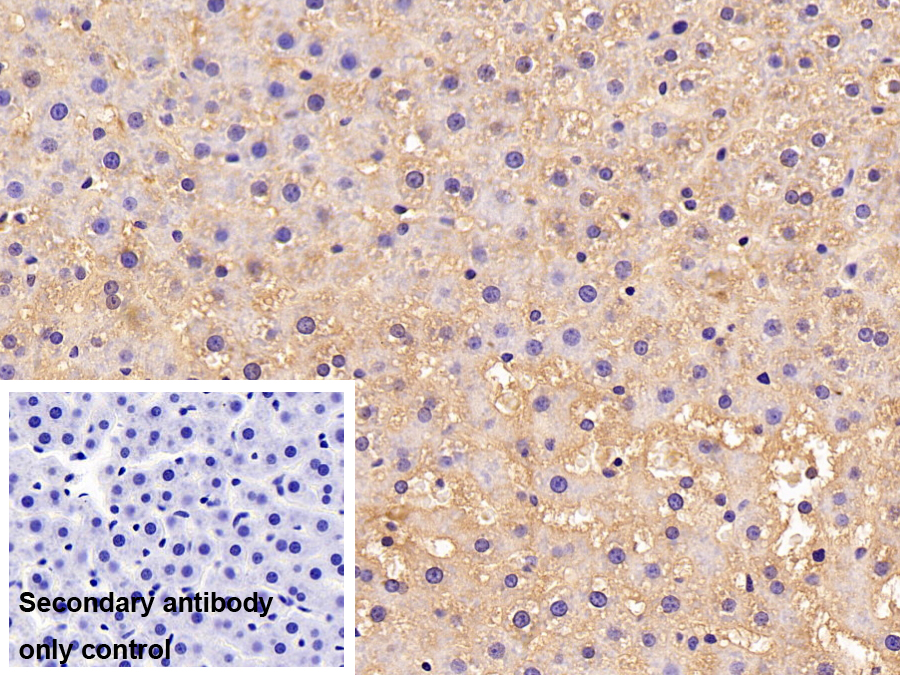 Polyclonal Antibody to Peroxiredoxin 6 (PRDX6)