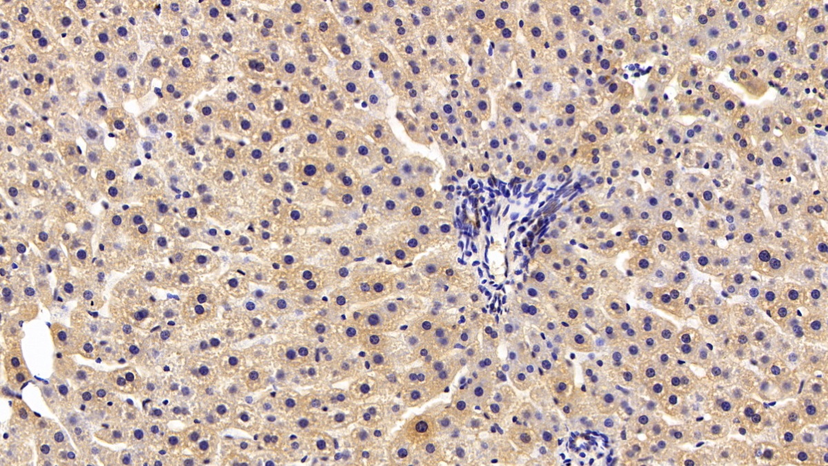 Polyclonal Antibody to Peroxiredoxin 2 (PRDX2)