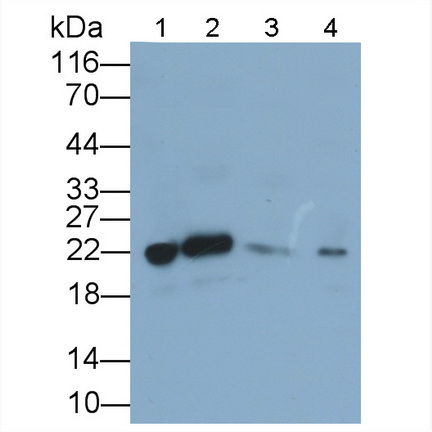 Polyclonal Antibody to Peroxiredoxin 2 (PRDX2)