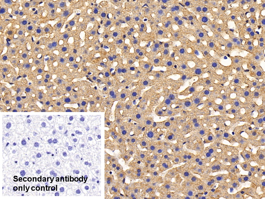 Polyclonal Antibody to Peroxiredoxin 2 (PRDX2)