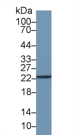 Polyclonal Antibody to Peroxiredoxin 2 (PRDX2)