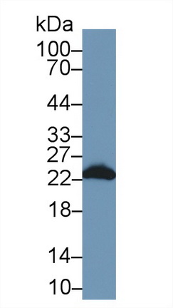 Polyclonal Antibody to Peroxiredoxin 2 (PRDX2)