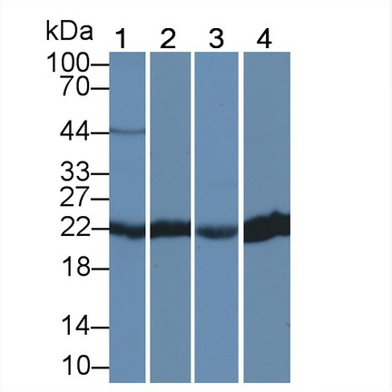 Polyclonal Antibody to Peroxiredoxin 2 (PRDX2)