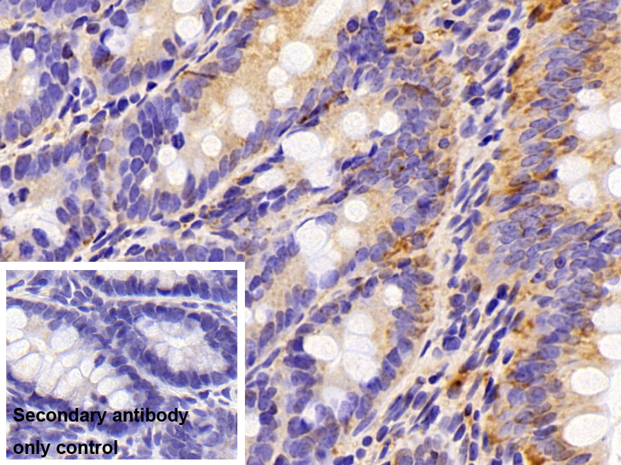 Polyclonal Antibody to Peroxiredoxin 2 (PRDX2)