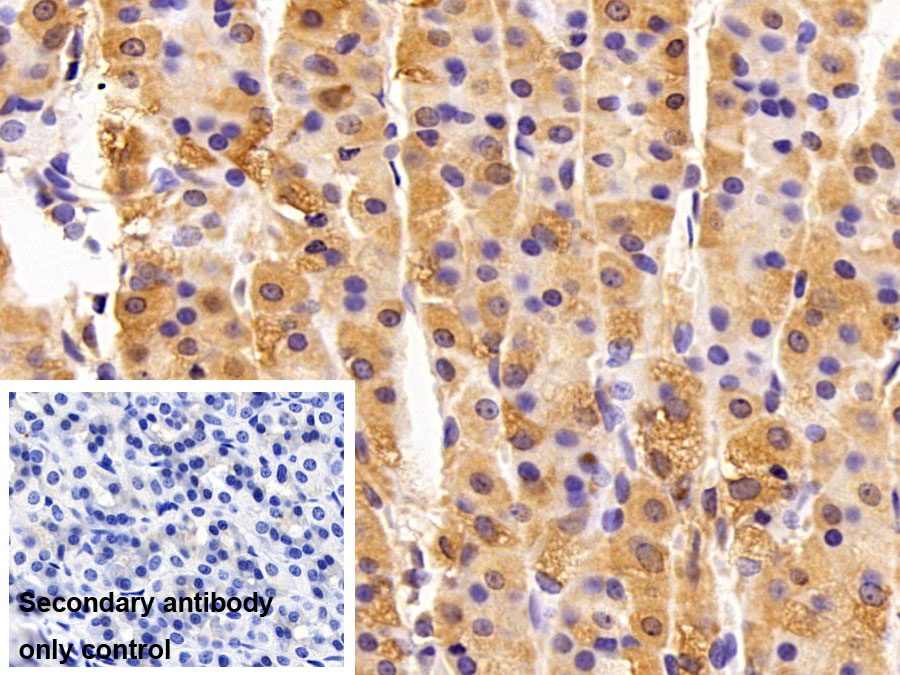 Polyclonal Antibody to Peroxiredoxin 2 (PRDX2)