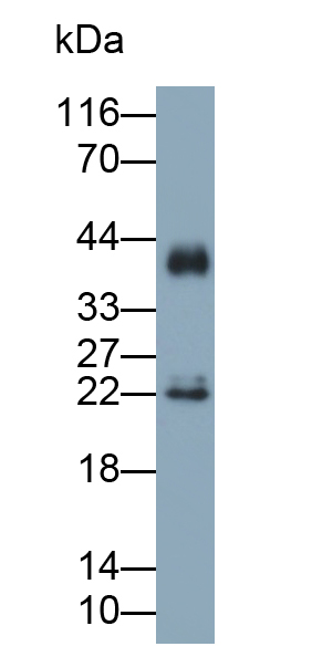 Polyclonal Antibody to Peroxiredoxin 2 (PRDX2)