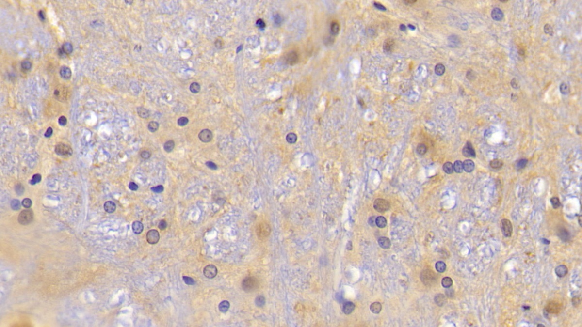 Polyclonal Antibody to Peroxiredoxin 2 (PRDX2)