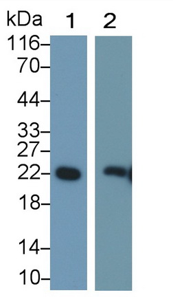 Polyclonal Antibody to Peroxiredoxin 2 (PRDX2)