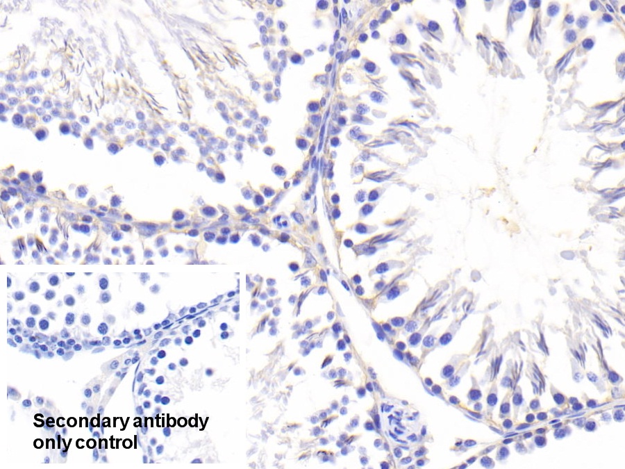 Polyclonal Antibody to Peroxiredoxin 2 (PRDX2)