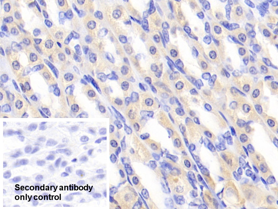 Polyclonal Antibody to Peroxiredoxin 2 (PRDX2)