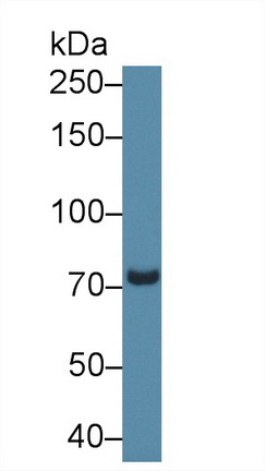 Polyclonal Antibody to Transient Receptor Potential Cation Channel Subfamily V, Member 3 (TRPV3)