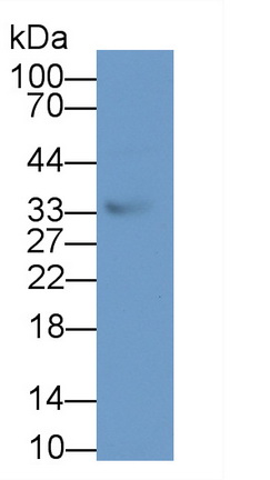 Polyclonal Antibody to Twisted Gastrulation Protein Homolog 1 (TWSG1)