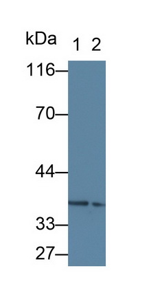 Polyclonal Antibody to Twisted Gastrulation Protein Homolog 1 (TWSG1)