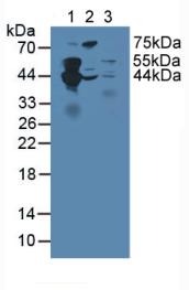 Polyclonal Antibody to Septin 5 (SEPT5)