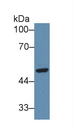 Polyclonal Antibody to Secreted Frizzled Related Protein 4 (SFRP4)