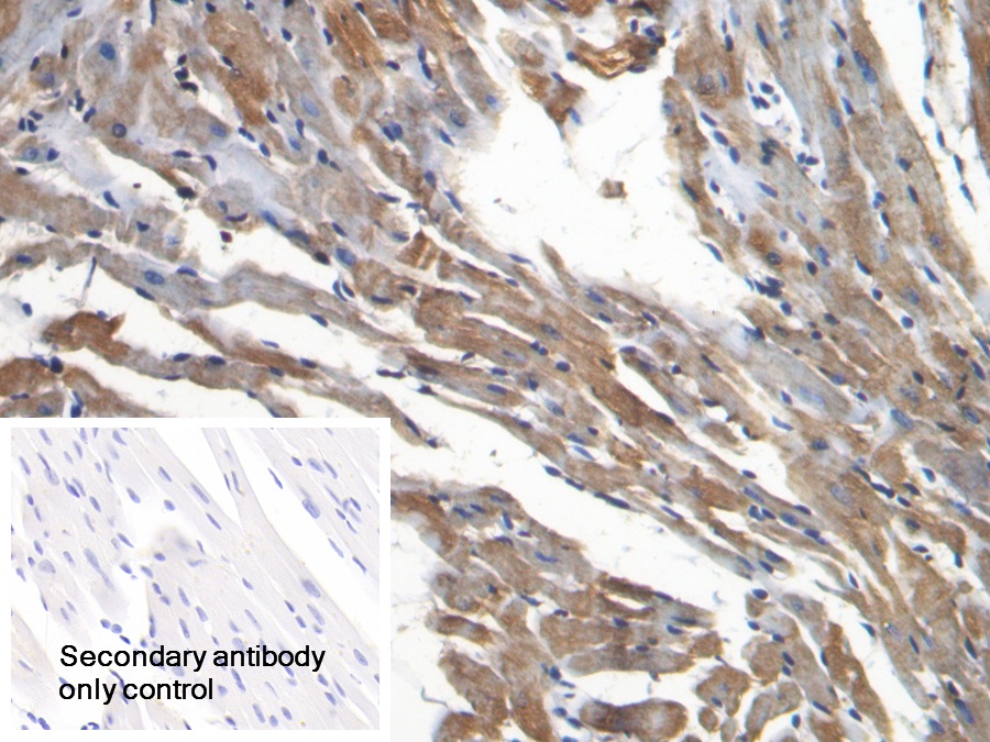 Polyclonal Antibody to Secreted Frizzled Related Protein 1 (SFRP1)