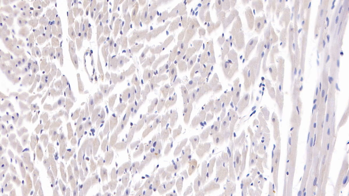 Polyclonal Antibody to Secreted Frizzled Related Protein 1 (SFRP1)