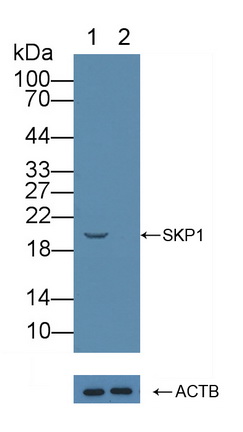 Polyclonal Antibody to S-Phase Kinase Associated Protein 1 (SKP1)