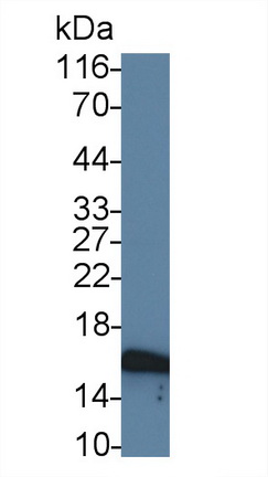 Polyclonal Antibody to Calmodulin Like Protein 3 (CALML3)