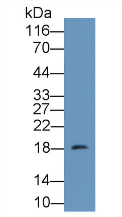 Polyclonal Antibody to Calmodulin Like Protein 3 (CALML3)