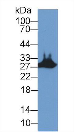 Polyclonal Antibody to Stanniocalcin 2 (STC2)