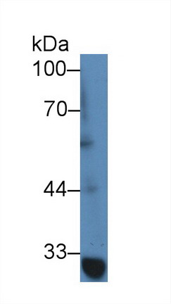 Polyclonal Antibody to TNF Receptor Associated Factor 1 (TRAF1)