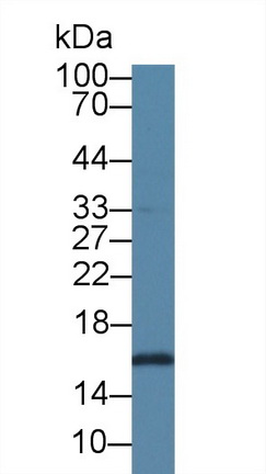 Polyclonal Antibody to Small Ubiquitin Related Modifier Protein 2 (SUMO2)