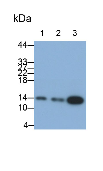 Polyclonal Antibody to Small Ubiquitin Related Modifier Protein 2 (SUMO2)