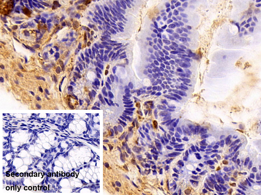 Polyclonal Antibody to Small Ubiquitin Related Modifier Protein 2 (SUMO2)