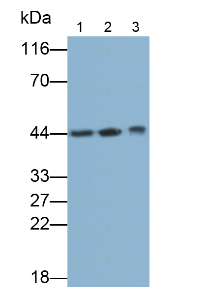 Polyclonal Antibody to Heat Shock 40kDa Protein 3 (HSPF3)