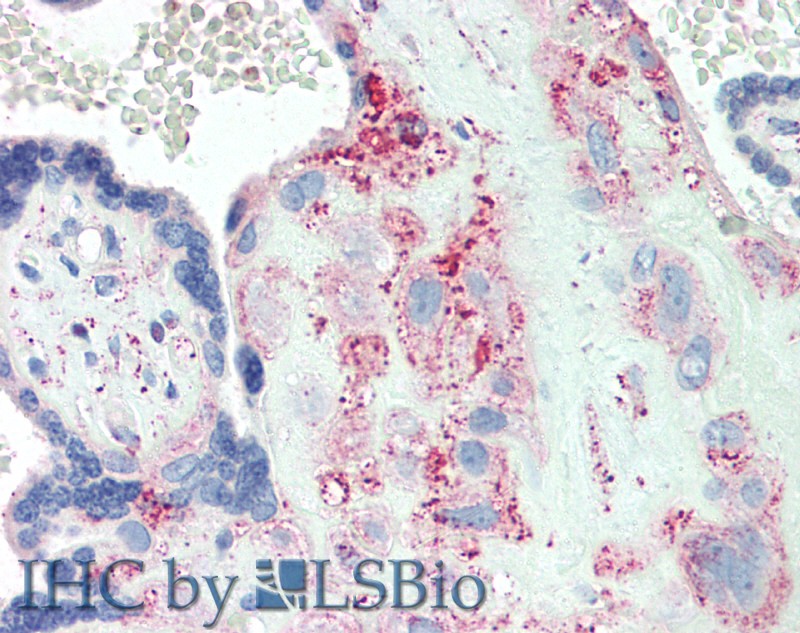 Polyclonal Antibody to Proteoglycan 4 (PRG4)