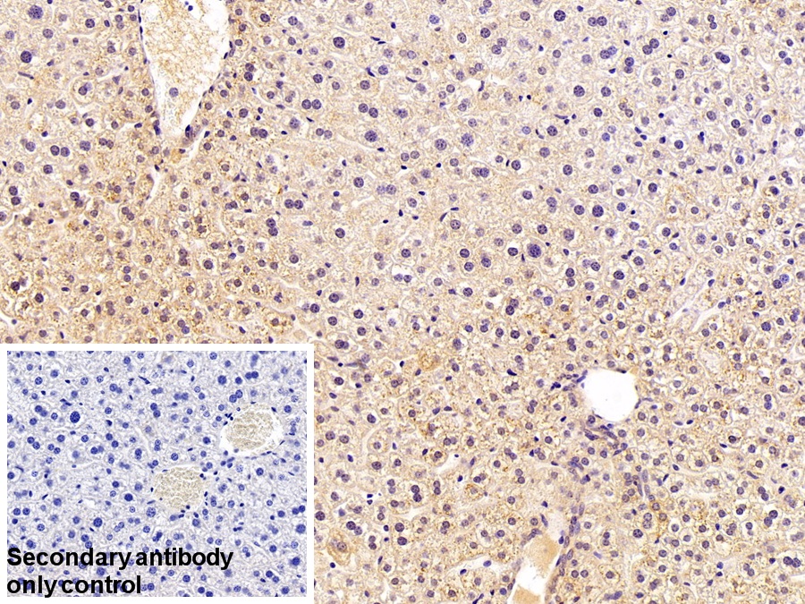 Polyclonal Antibody to p53 Responsive Gene 3 (PRG3)